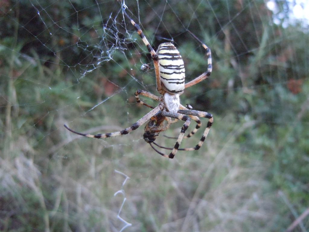 Argiope bruennichi + Argyrodes + dittero scroccone